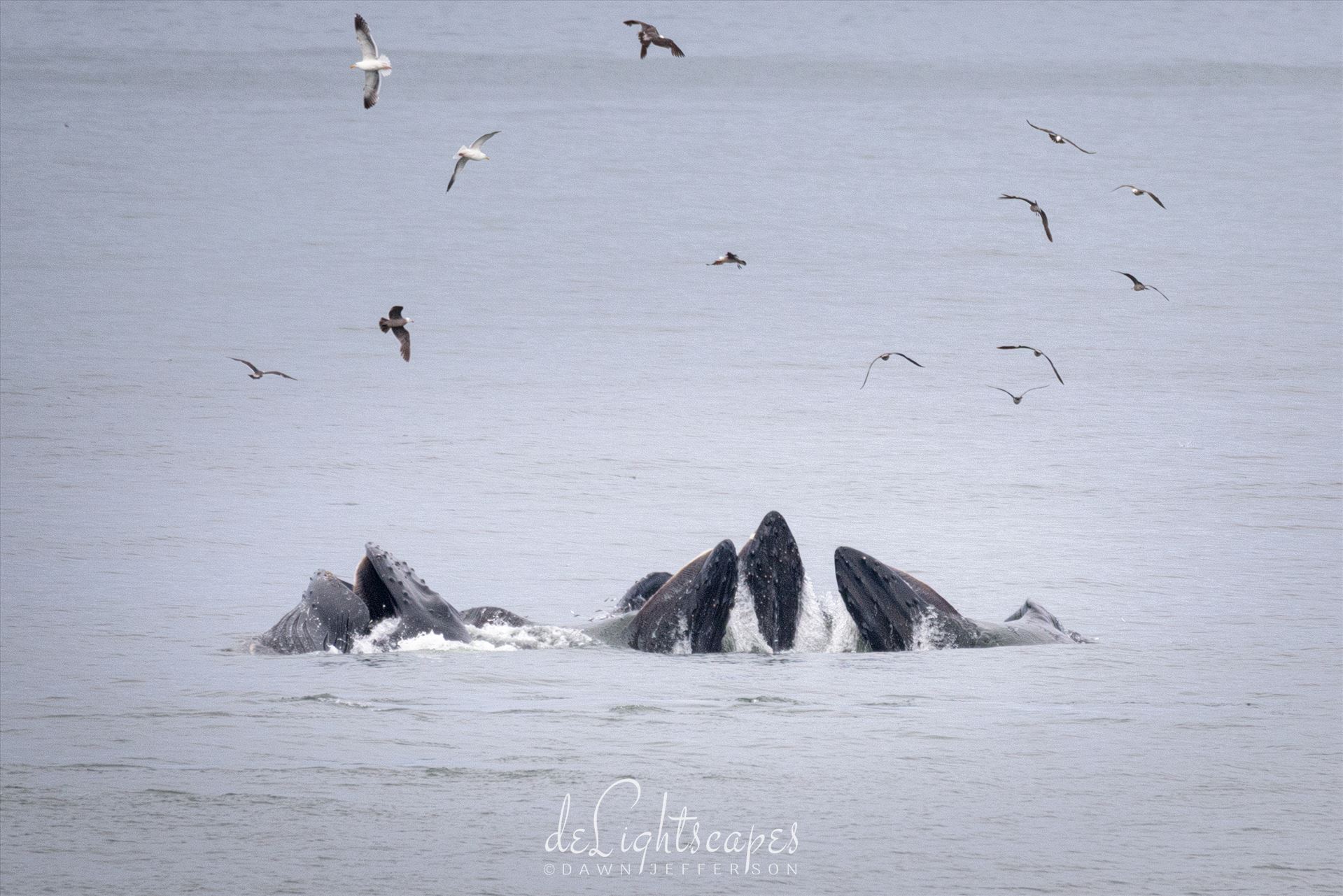 Humpback Whales Lunge Feeding 6  by Dawn Jefferson