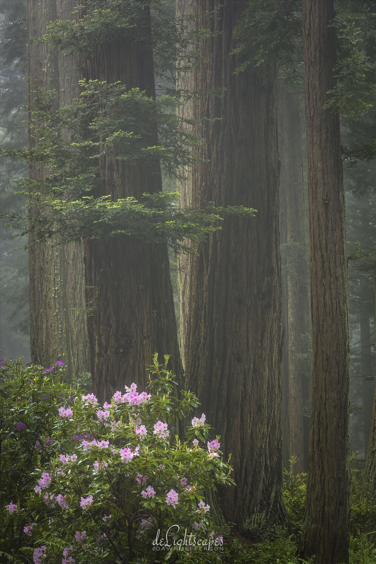 Redwoods and Rhododendrons Rhododendrons amongst the redwoods wrapped in a layer of fog. by Dawn Jefferson