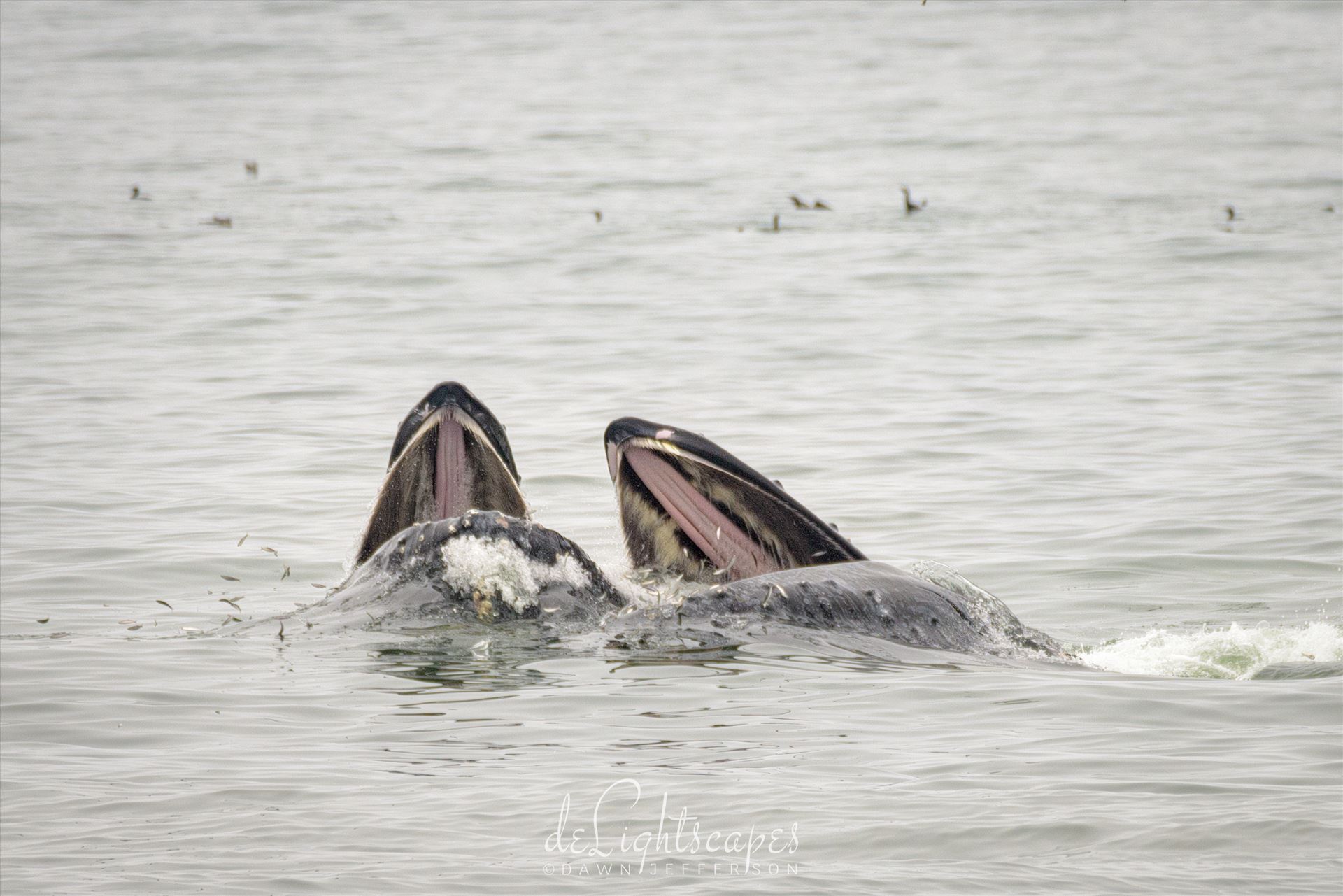 Mother and Baby Humpback Whales Feeding  by Dawn Jefferson