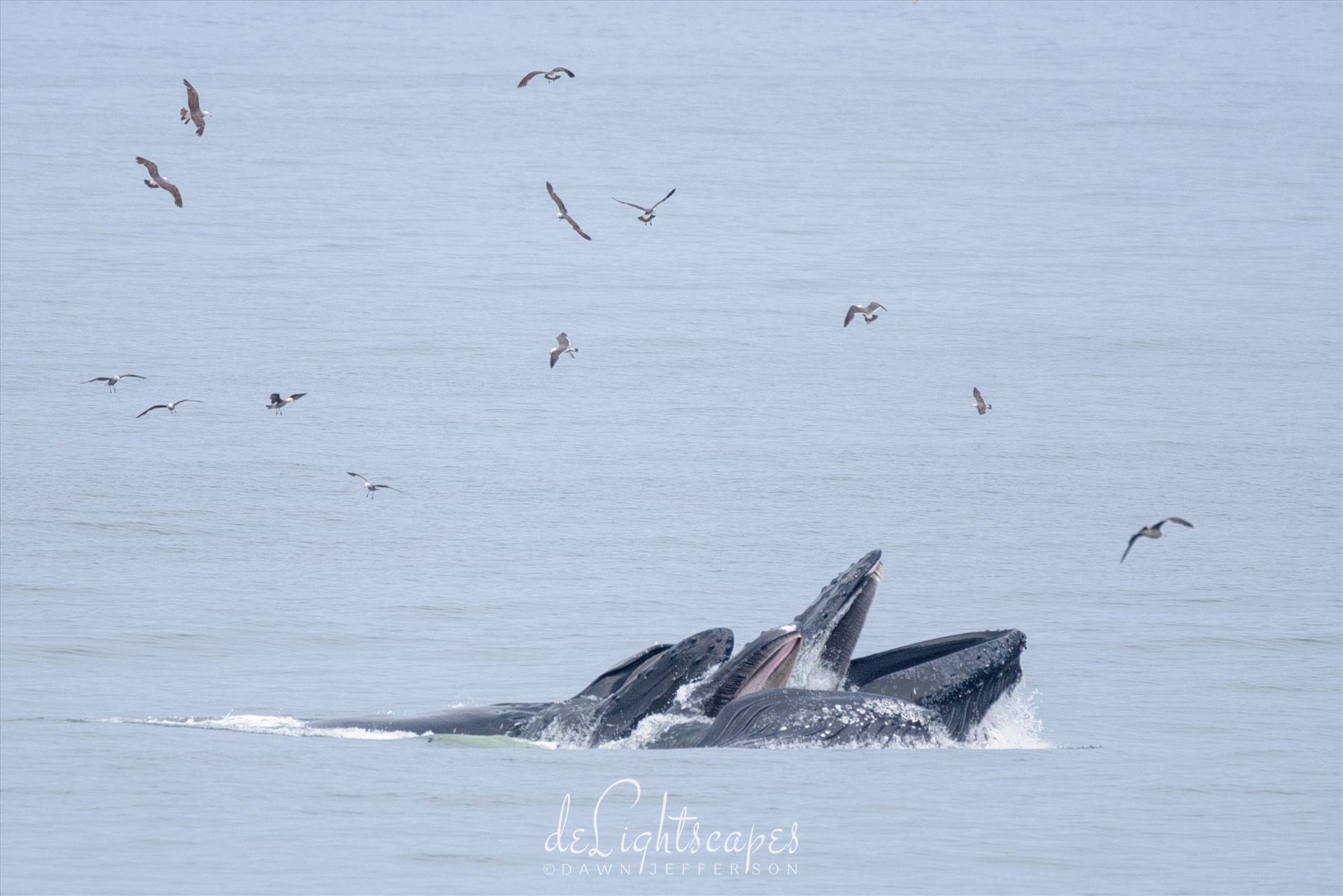 Humpback Whales Lunge Feeding 2  by Dawn Jefferson