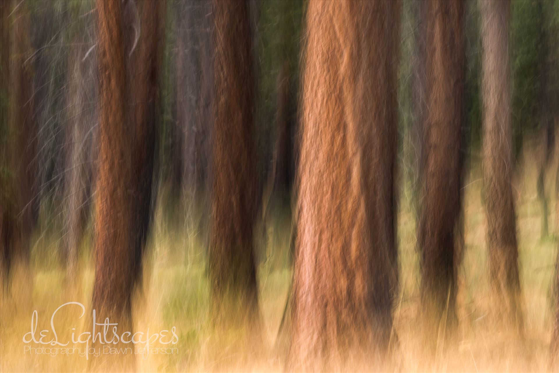 Pining Pine trees in Tahoe using Intentional Camera Movement (ICM- purposeful movement of the camera while the shutter is open causing intentional blurring of your subject.) This is one of my favorite techniques for making dreamy abstracts. by Dawn Jefferson