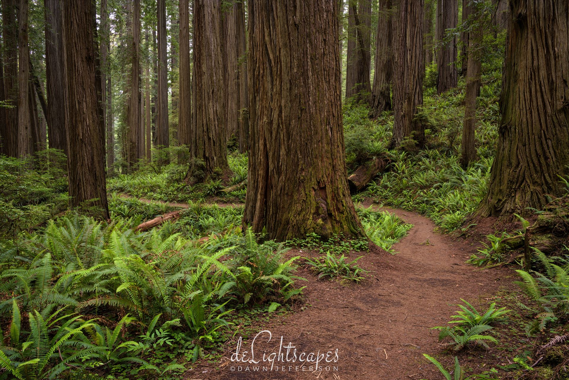 Curved Path Through the Redwoods  by Dawn Jefferson