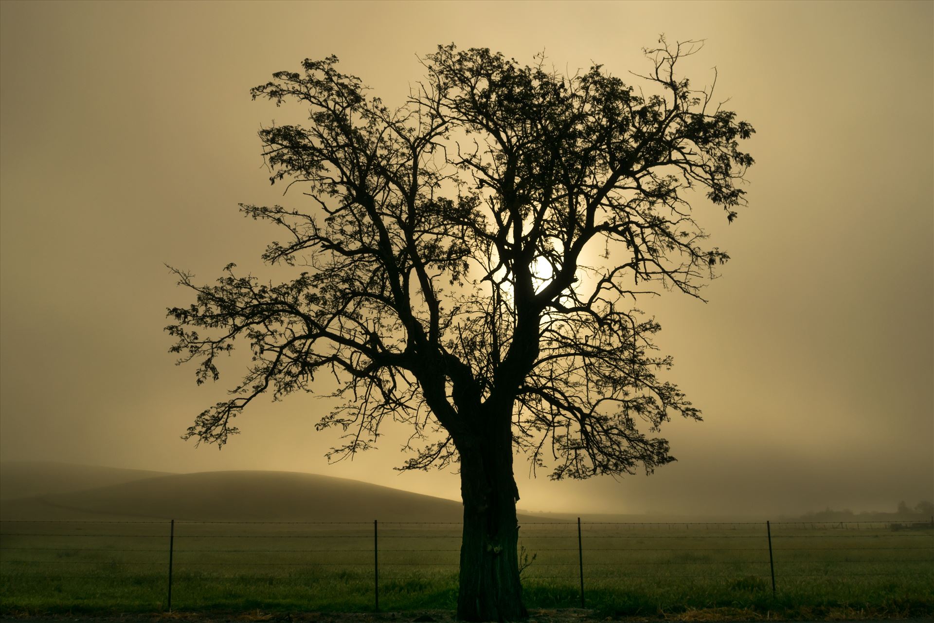 Oak Tree in Silhouette  by Dawn Jefferson