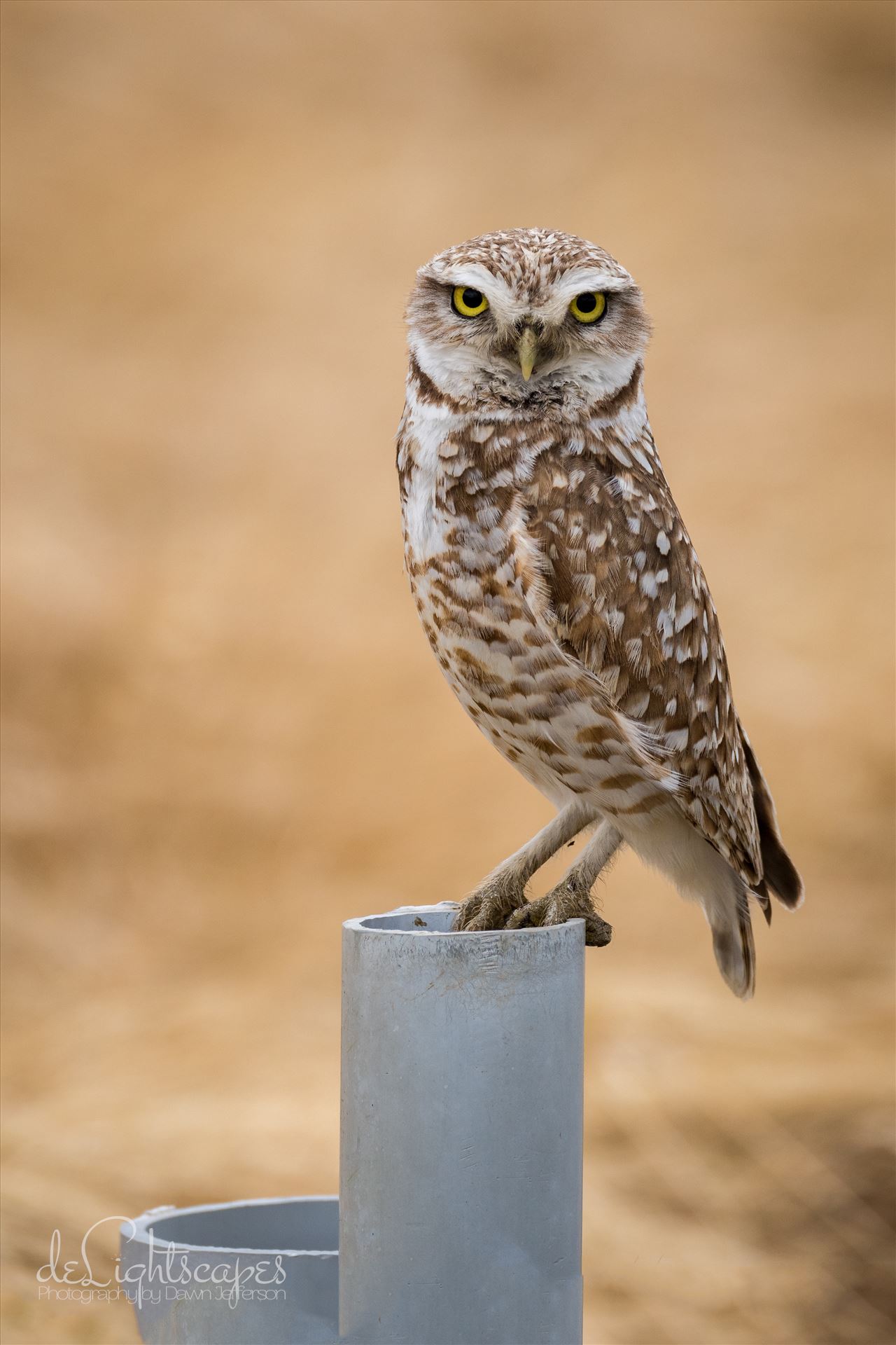 Burrowing Owl  by Dawn Jefferson