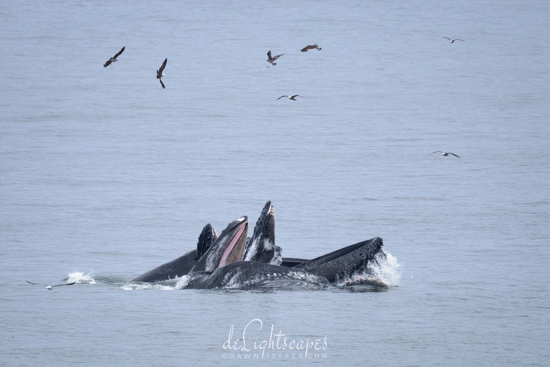 Humpback Whales Lunge Feeding 1  by Dawn Jefferson