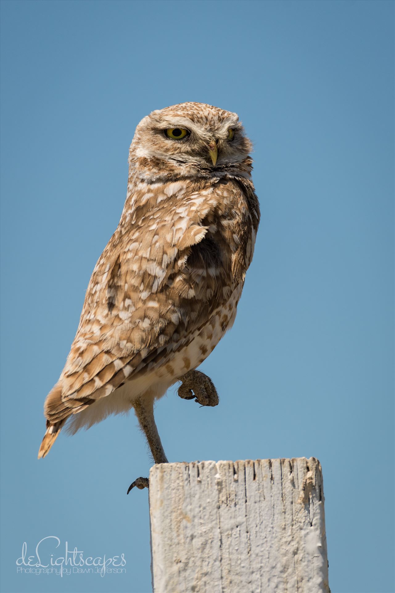 Burrowing Owl in Repose  by Dawn Jefferson