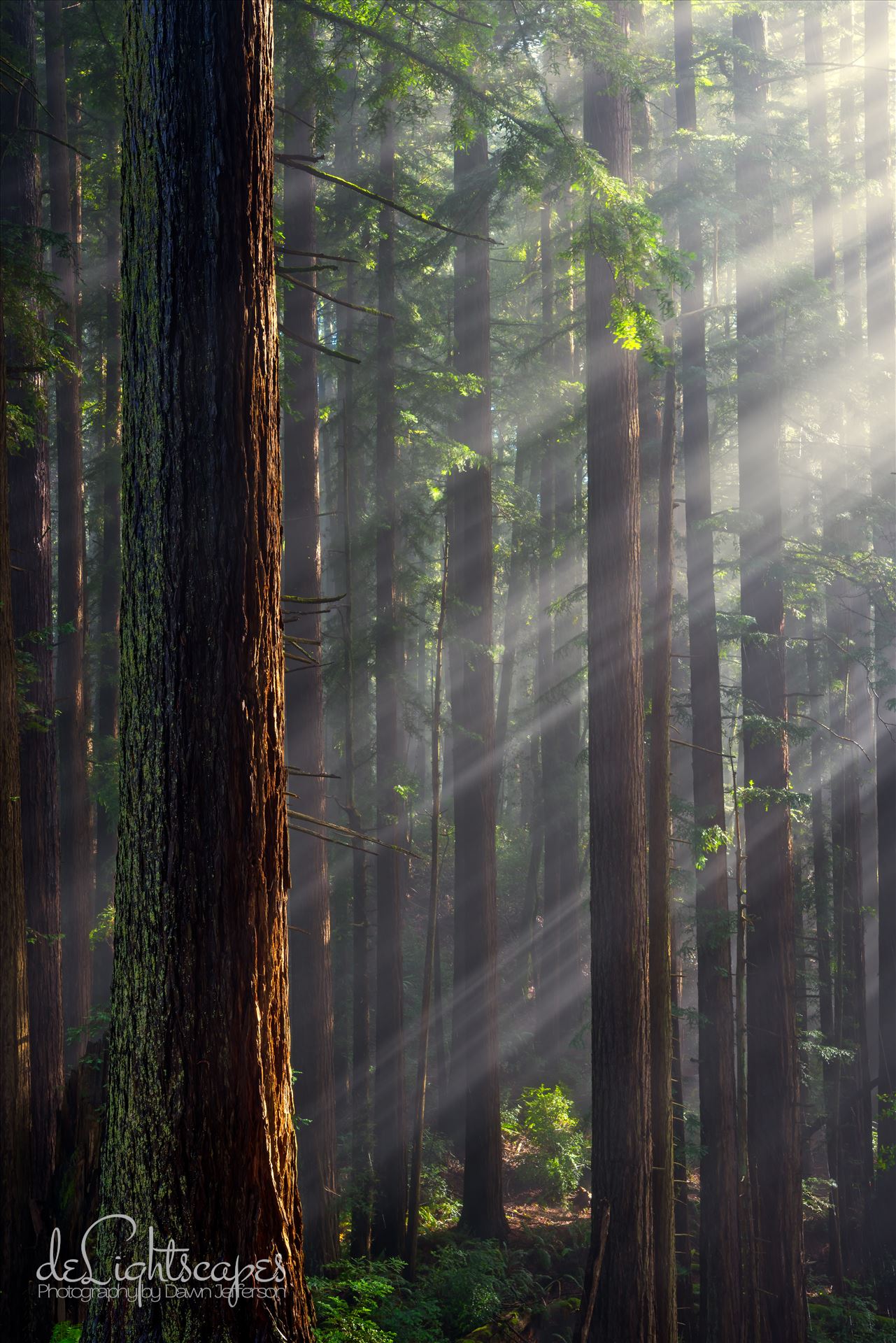 God Beams  by Dawn Jefferson