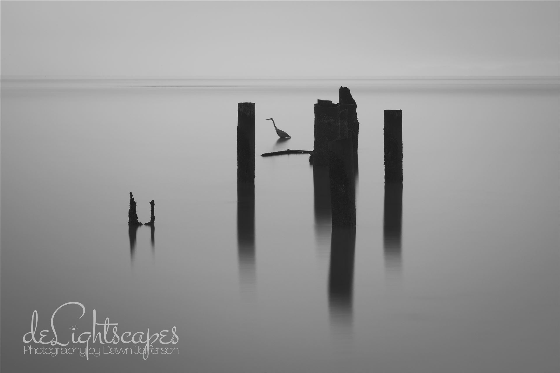 Thirty Seconds of Stillness This is a thirty second exposure in the which the hunting heron stood completely still focused on his fishing. by Dawn Jefferson