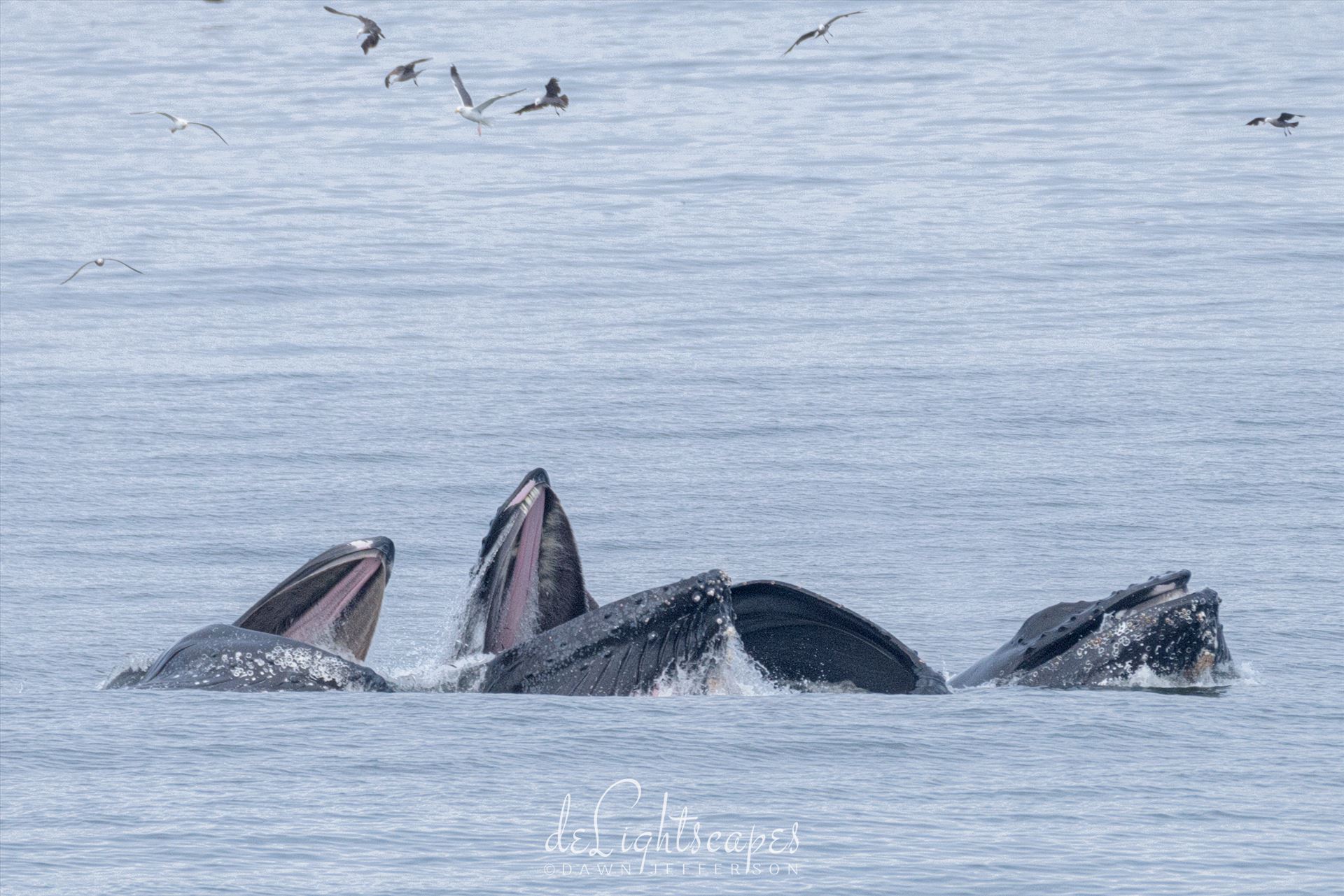 Humpback Whales Lunge Feeding 3  by Dawn Jefferson