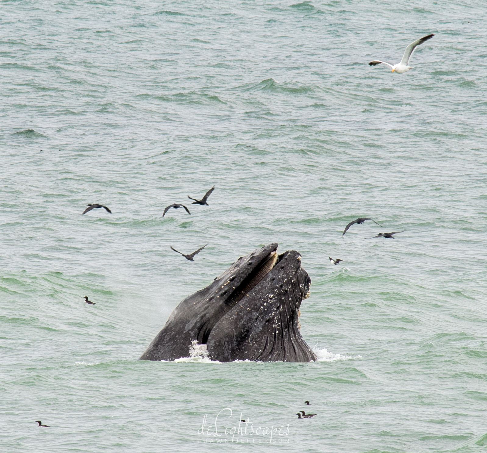 Humpback Whales Lunge Feeding 7  by Dawn Jefferson