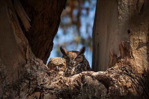 Great Horned Owlet and Napping Mother by Dawn Jefferson