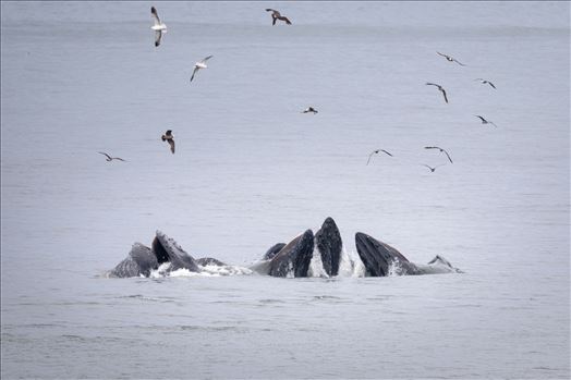 Humpback Whales Lunge Feeding 6 by Dawn Jefferson