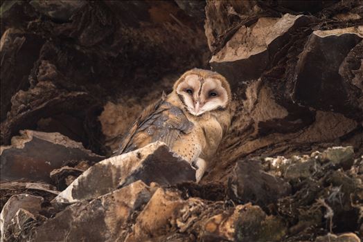 Barn Owl by Dawn Jefferson