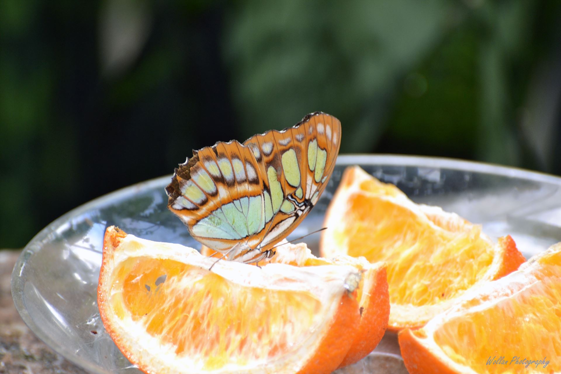 Butterfly dinner  by Alana