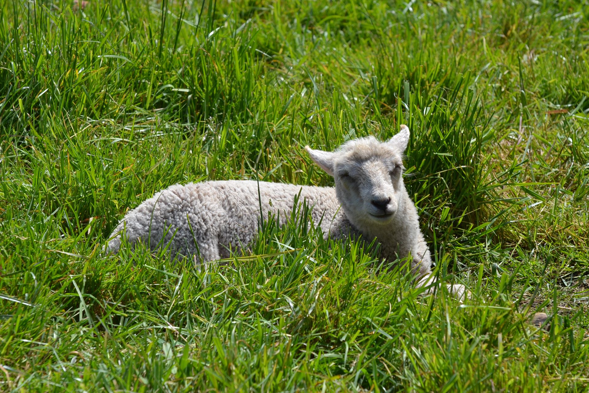 Little lambs  by Alana