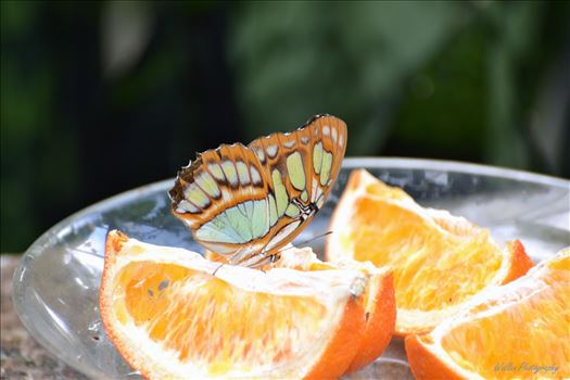 Butterfly dinner by Alana