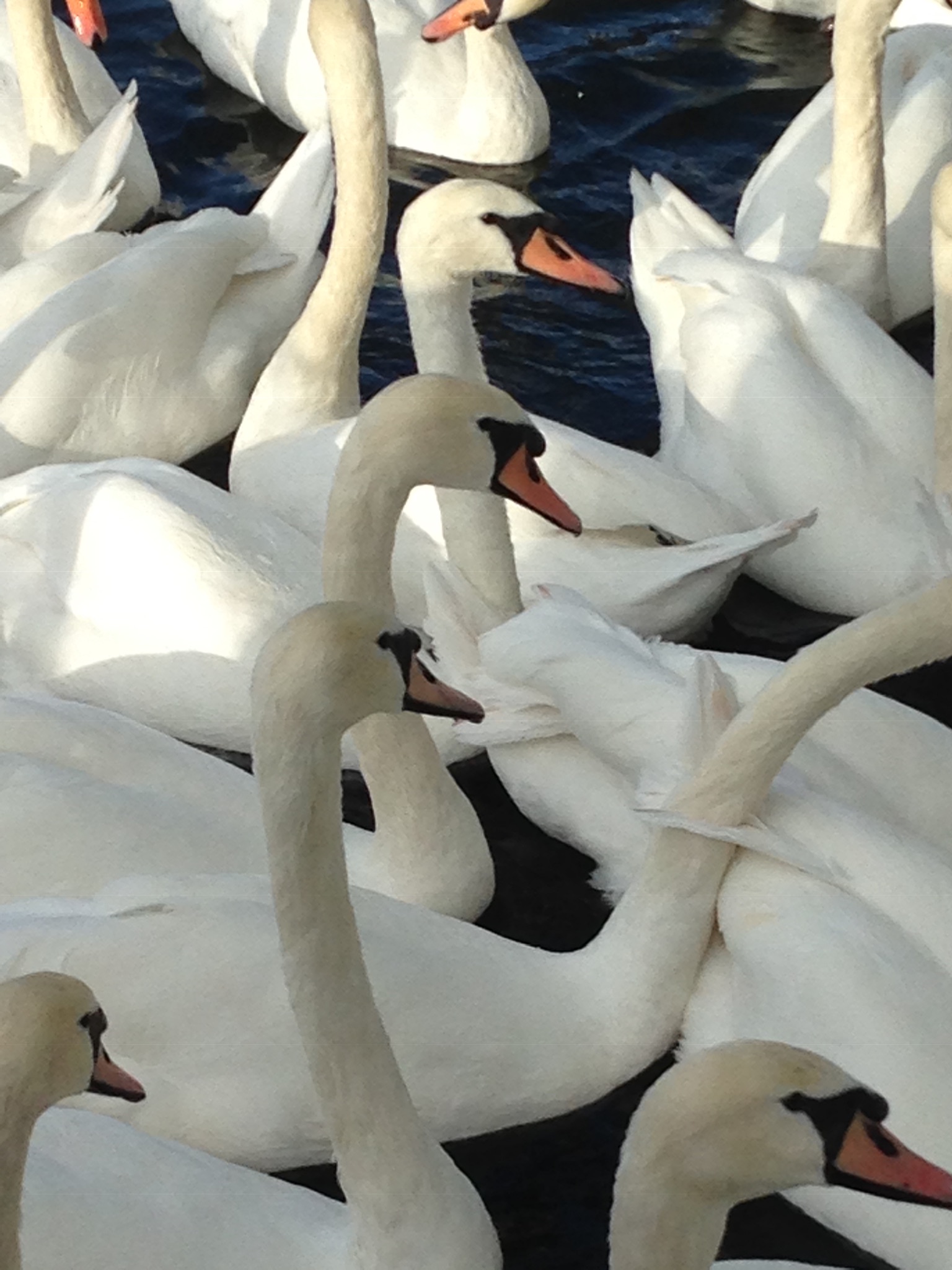 89593C38-3EA9-4064-8748-F612B0631068.jpeg  by Max Headroom