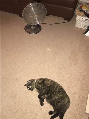 F077698D-C781-4470-B100-B3949B48716F.jpeg - 