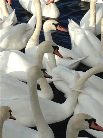 89593C38-3EA9-4064-8748-F612B0631068.jpeg - 