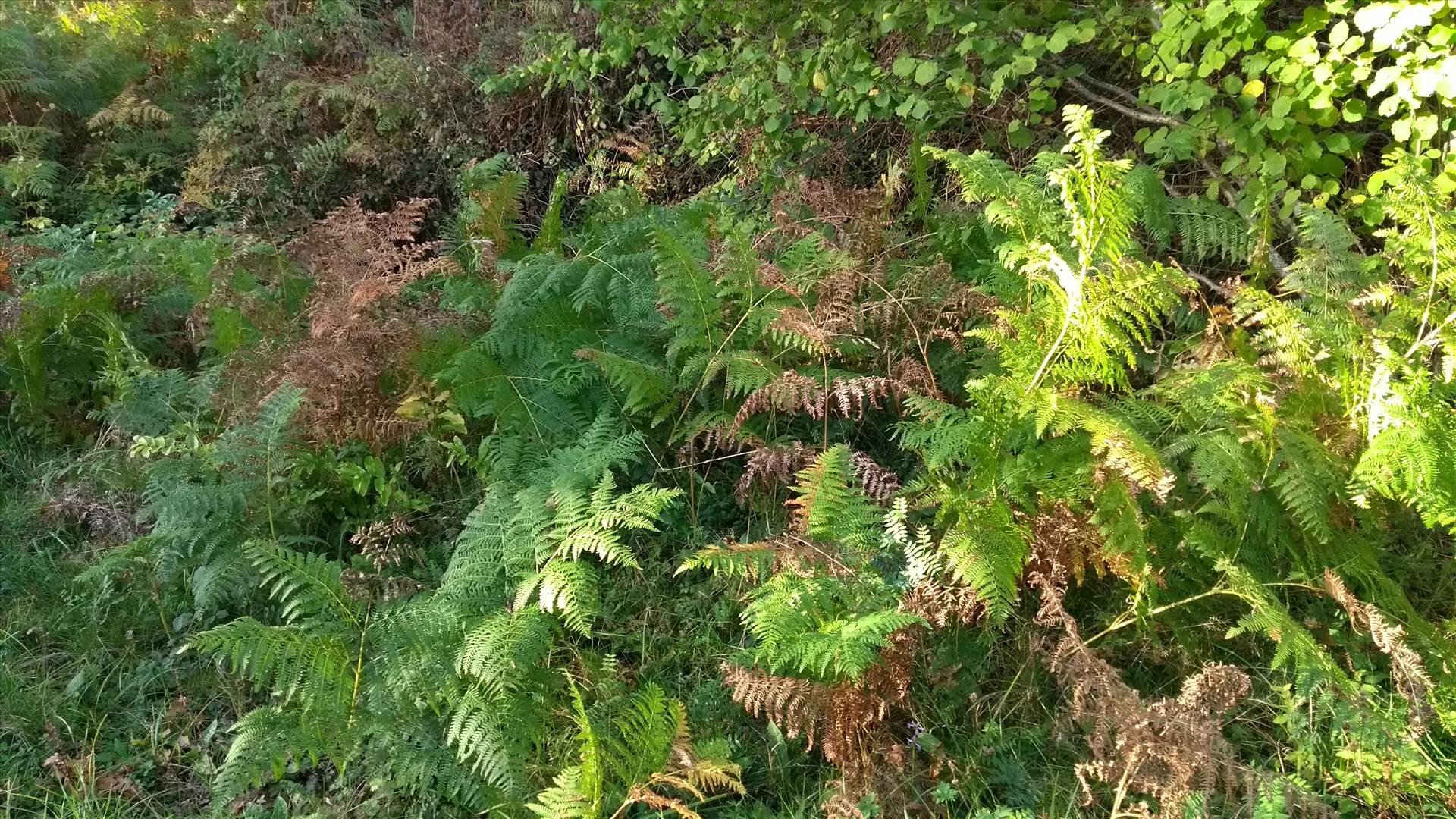 ferns.jpg  by bhouse