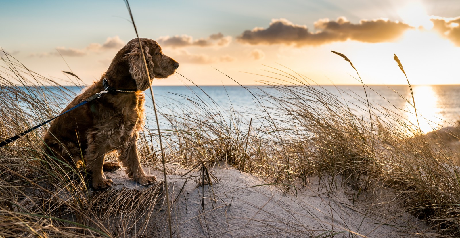 dog-on-beach.jpg  by Myrtlebeachpetfriendlrentals