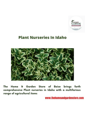 Plant nurseries in Idaho The Home & Garden Store of Boise brings forth comprehensive Plant nurseries in Idaho with a multifarious range of agricultural items. For more visit:https://www.thehomeandgardenstore.com/

 by Thehomeandgardenstore