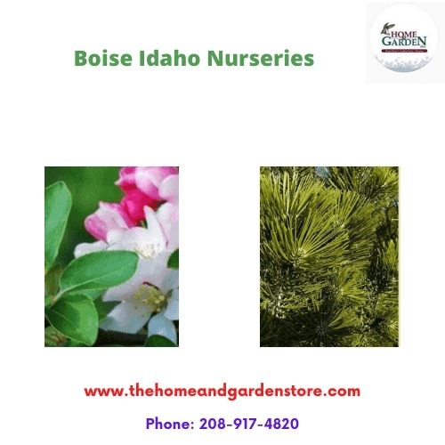 Boise Idaho nurseries The Home & Garden Store bestows their one-stop Boise Idaho nurseries offering the customers with an assorted gamut of plants, entailing seeds of annuals. For more details, visit: https://www.thehomeandgardenstore.com/ by Thehomeandgardenstore