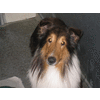 Beau in shelter.gif  by lilbea