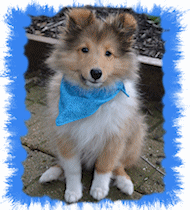 Laddie Pup.gif  by lilbea