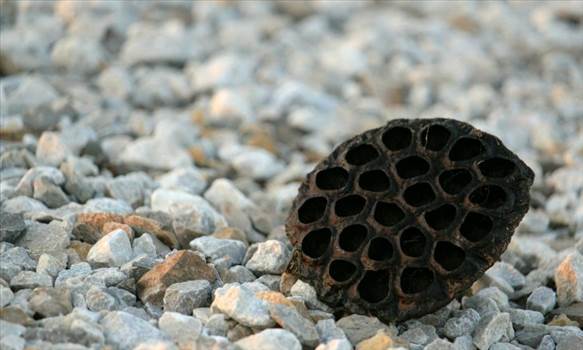One of the most famous theories related o Trypophobia says that it is an evolutionary reaction to objects that are associated with disorder or decay.
Visit More-
https://www.technewsera.com/trypophobia-test/