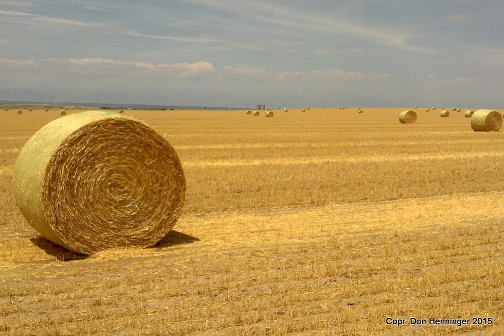 Former Amber Waves of Grain Local farmer gathers his winter wheat straw into rolls/bales for winter stock feed. by WPC-360