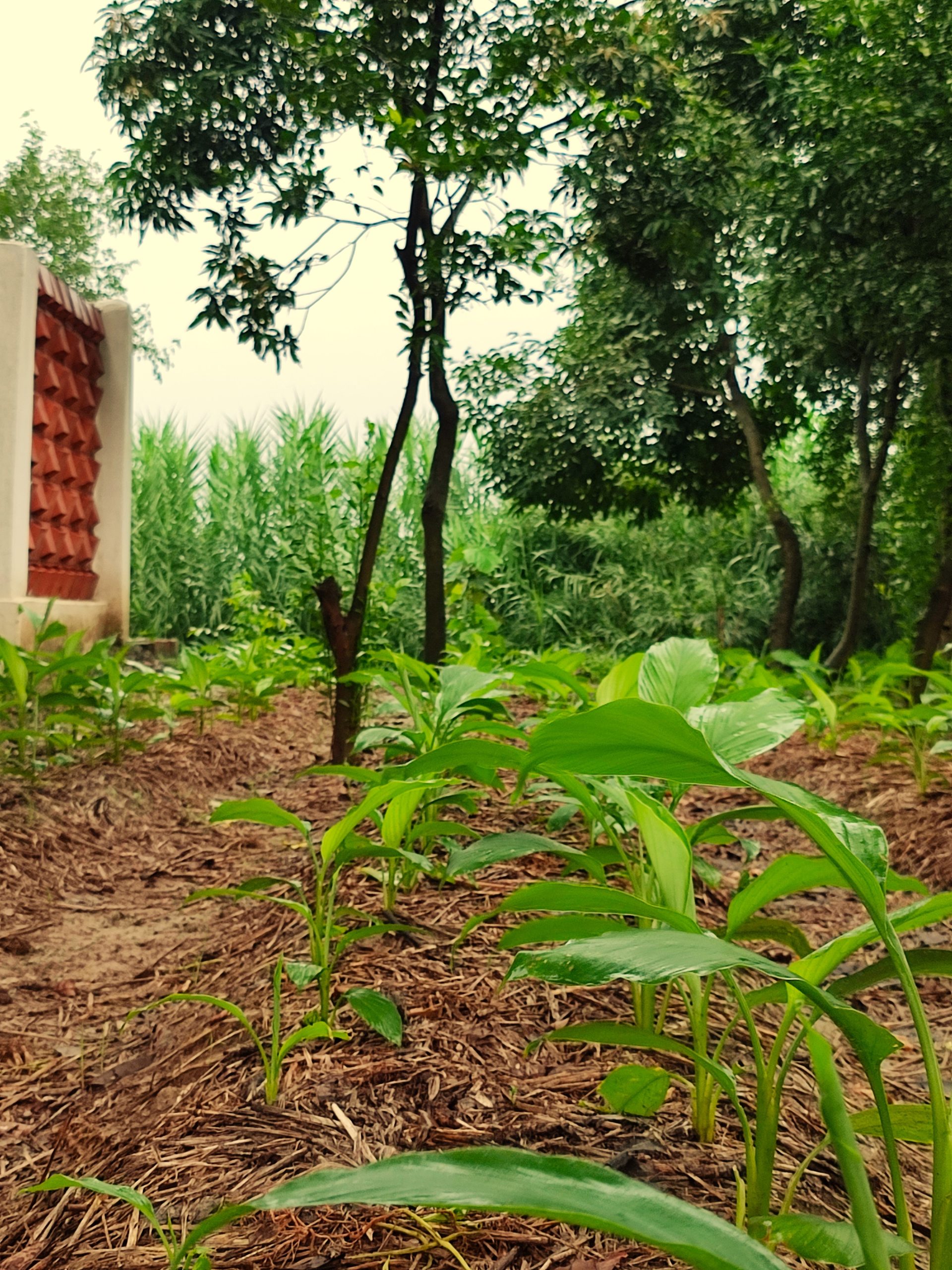 best farm stays in punjab.jpeg Enjoy the best farm stay in Punjab at Punjab Village Farm—mud homes, canals, organic food, and a peaceful rural escape just 90 minutes from Amritsar. Visit our website at https://punjabvillagefarm.com/ or call us at +91-98150-22550 / +91-98687-21804 / +91 by punjabvillagefarm