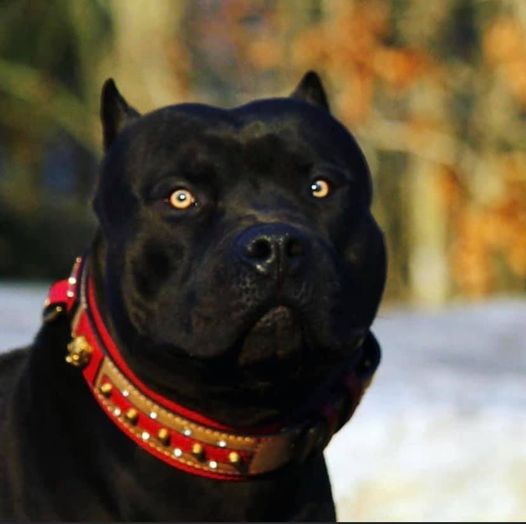 Black Pit Bull.jpg  by Safetyguy