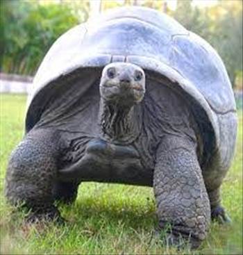 Aldabra.jpg - 