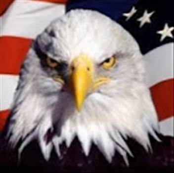11111banner to use, bald eagle..jpg by Safetyguy