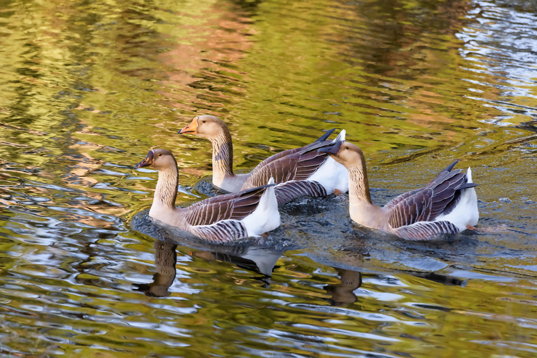 three geese RAW6399-instagram.jpg  by Terry Kelly Photography