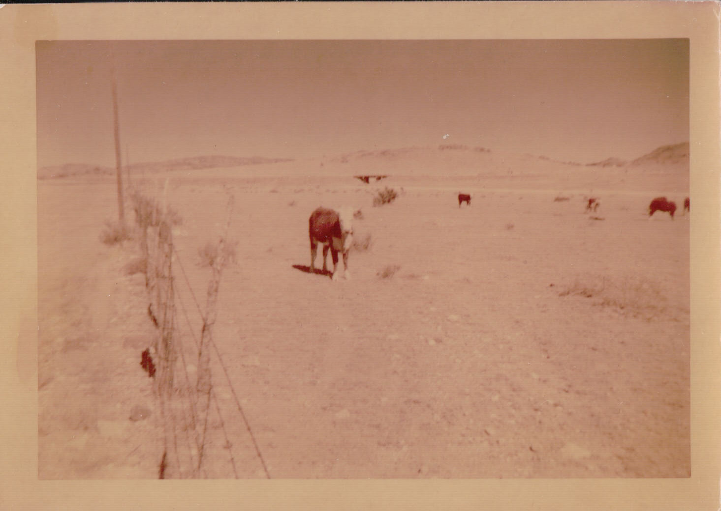 1061.JPG  by Terry Kelly Photography