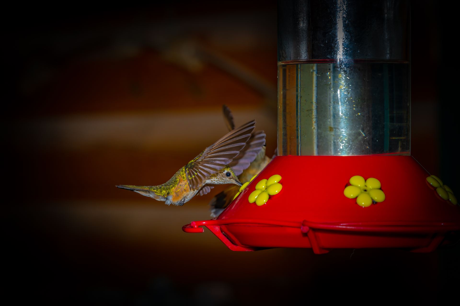 hummingbird at feeder 8500634 as ss sf.jpg Hummingbird drinking sugar water from feeder. Cloudcroft New Mexico, Lincoln National Forest by Terry Kelly Photography