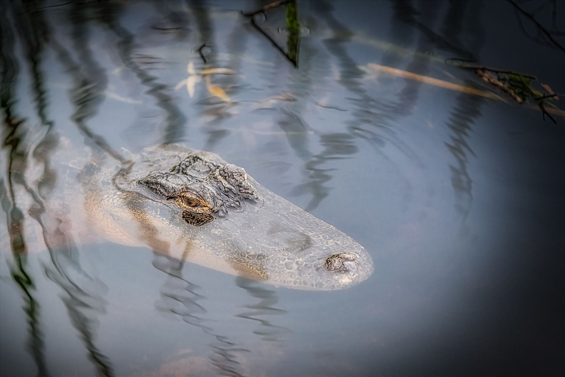 Florida Alligator Florida Alligator in St. Andrews State Park, Panama City, Florida by Terry Kelly Photography