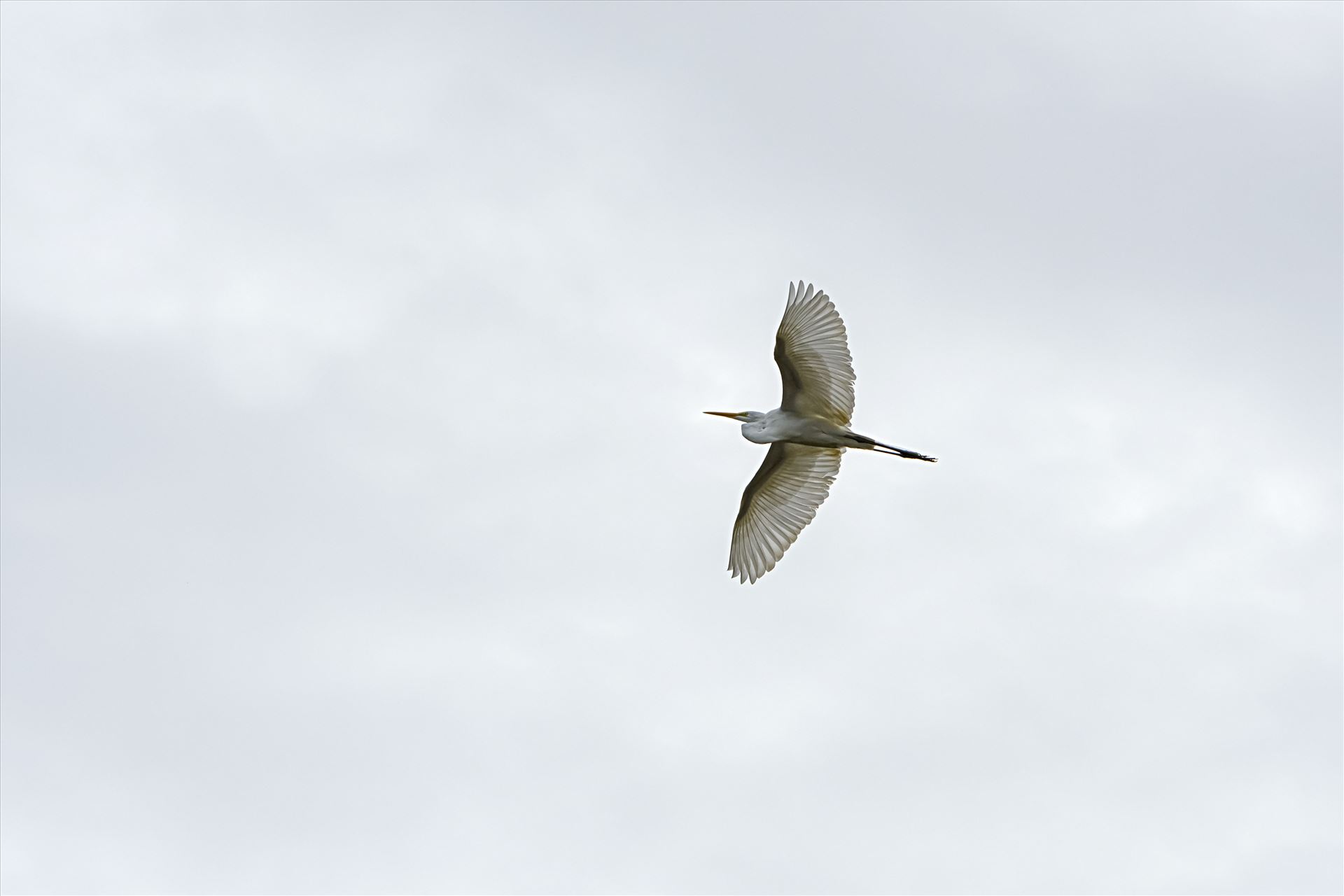great white egert in flight ss alamy 8106865.jpg Great white egret flying high over Lake Caroline in Panama city, Florida. by Terry Kelly Photography