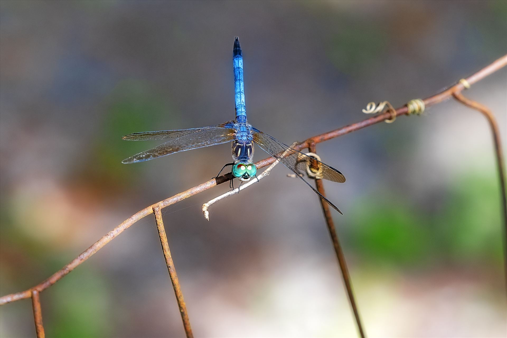 blue green dragonfly on rusted wire fence ss as sf 8500186.jpg  by Terry Kelly Photography