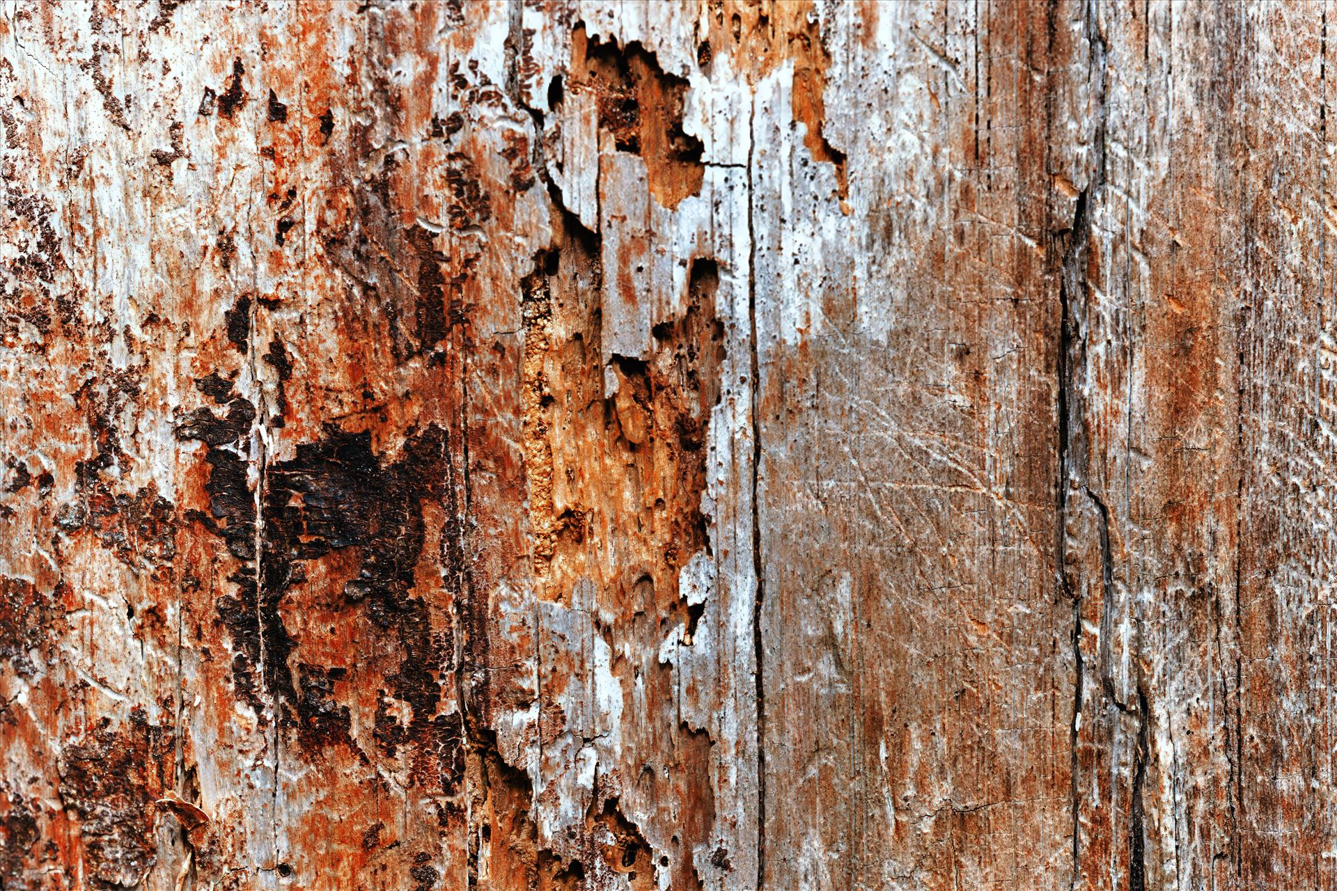 abstract macro of dead tree trunk An abstract macro perspective capturing the fascinating textures of a decayed and lifeless tree trunk. Nature's artistry in decay. by Terry Kelly Photography