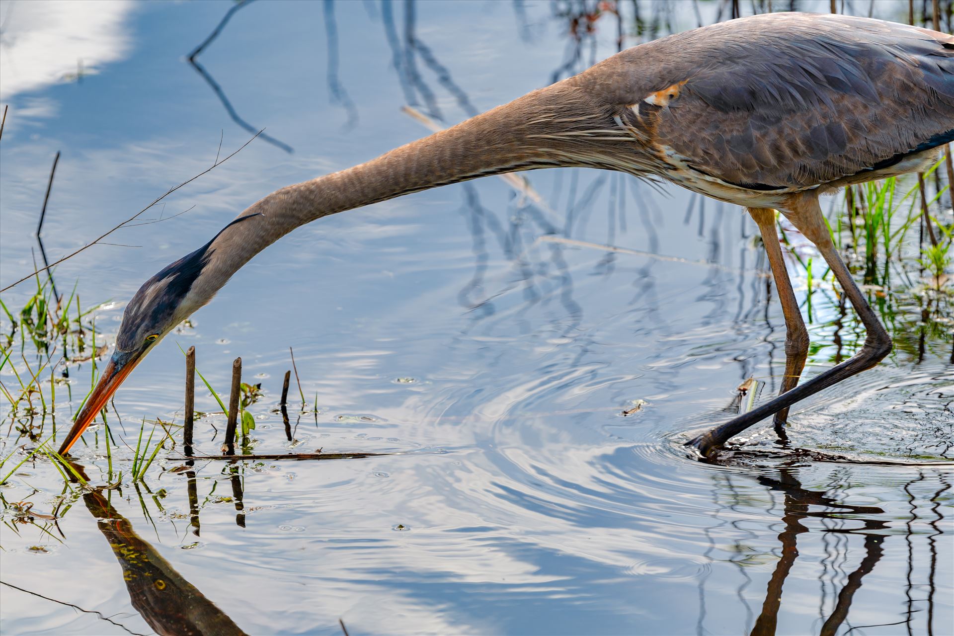 great blue heron great blue heron fishing in gator lake at St. Andrews State Park, Florida by Terry Kelly Photography