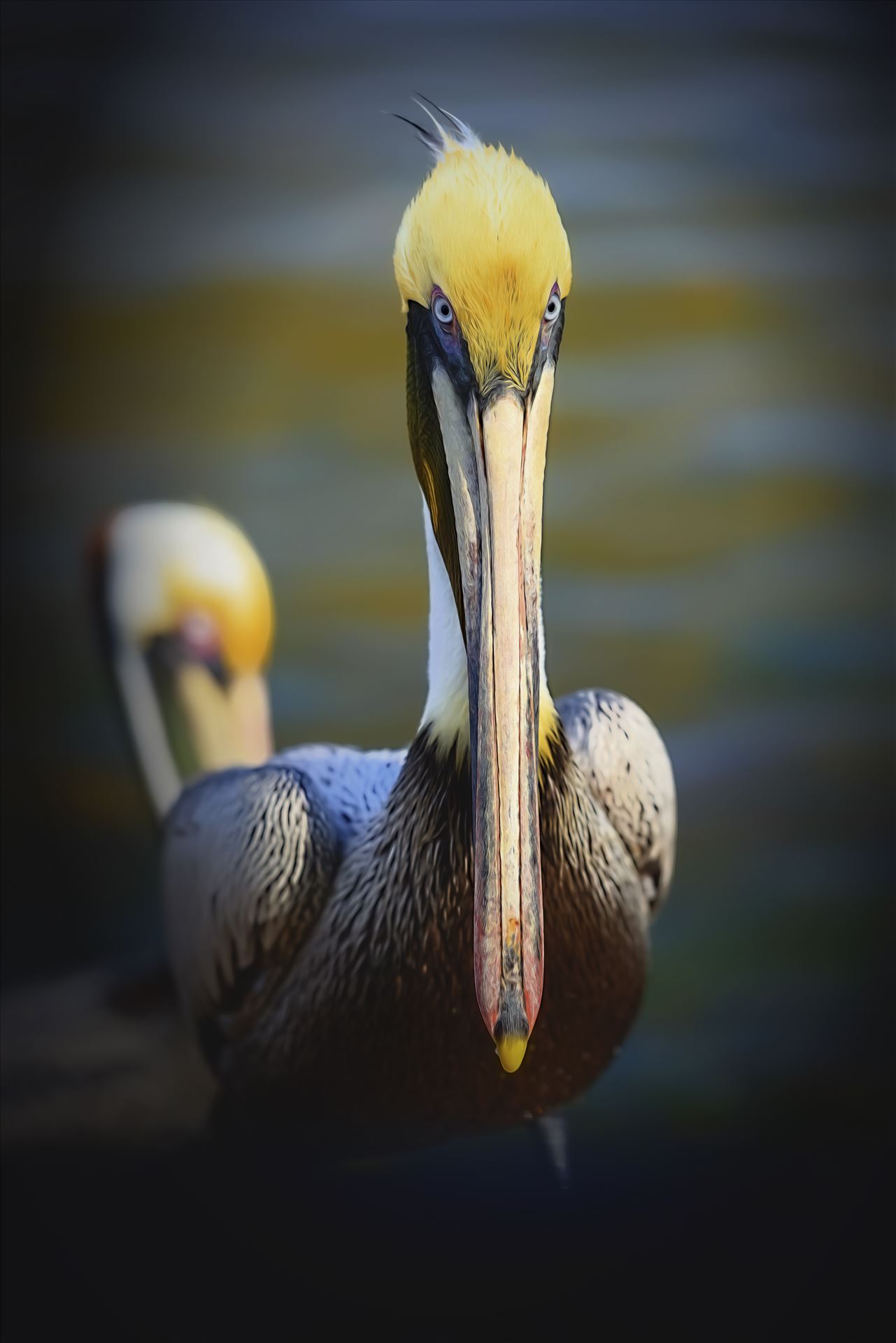 brown pelican portrait st. andrews state park 8108288.jpg  by Terry Kelly Photography