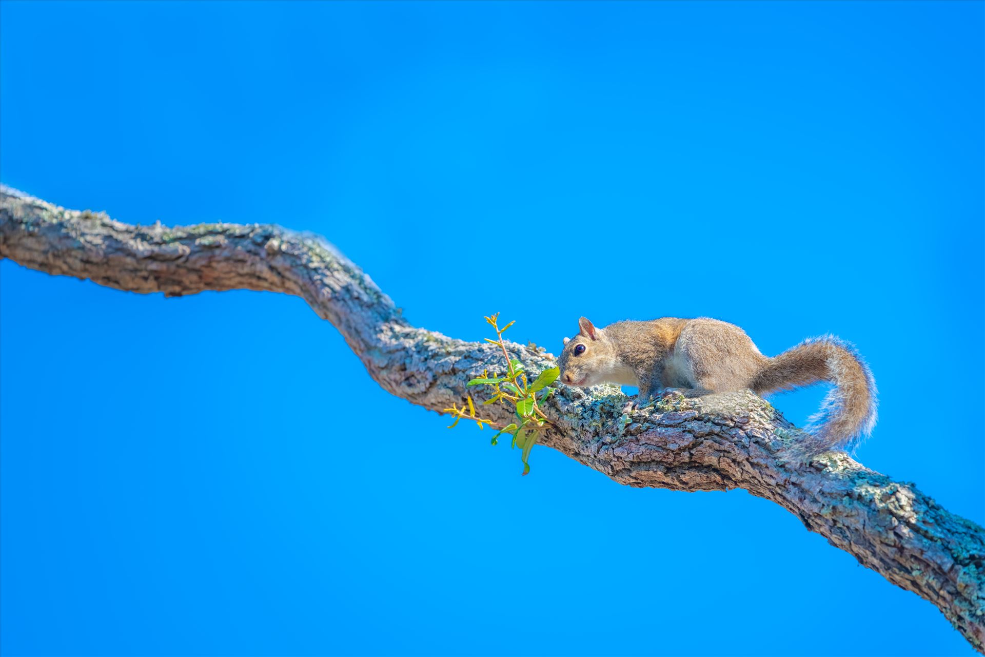 Squirrel squirrel on oak tree limb by Terry Kelly Photography