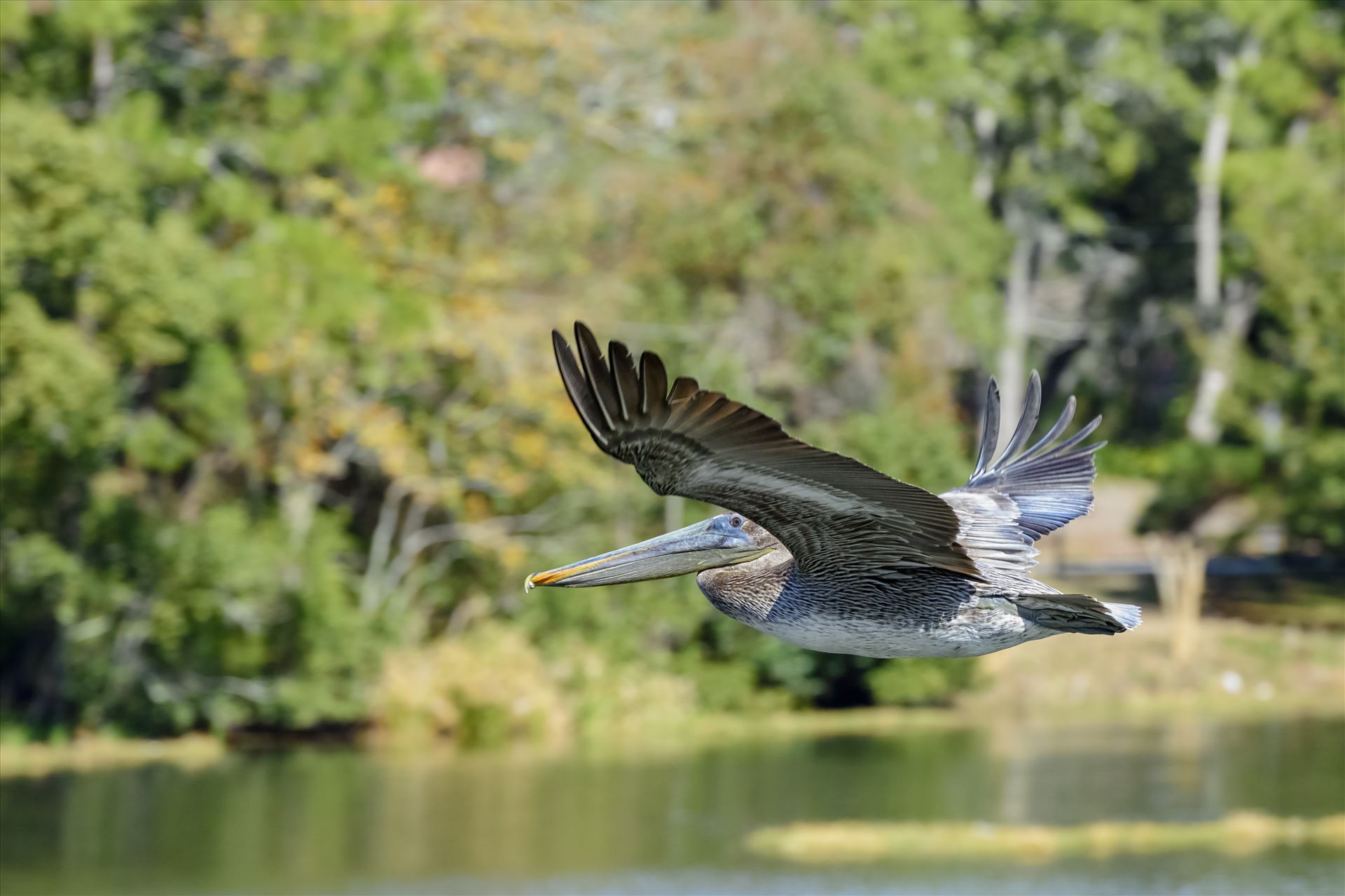 brown pelican in flight over lake caroline ss 8106768.jpg  by Terry Kelly Photography