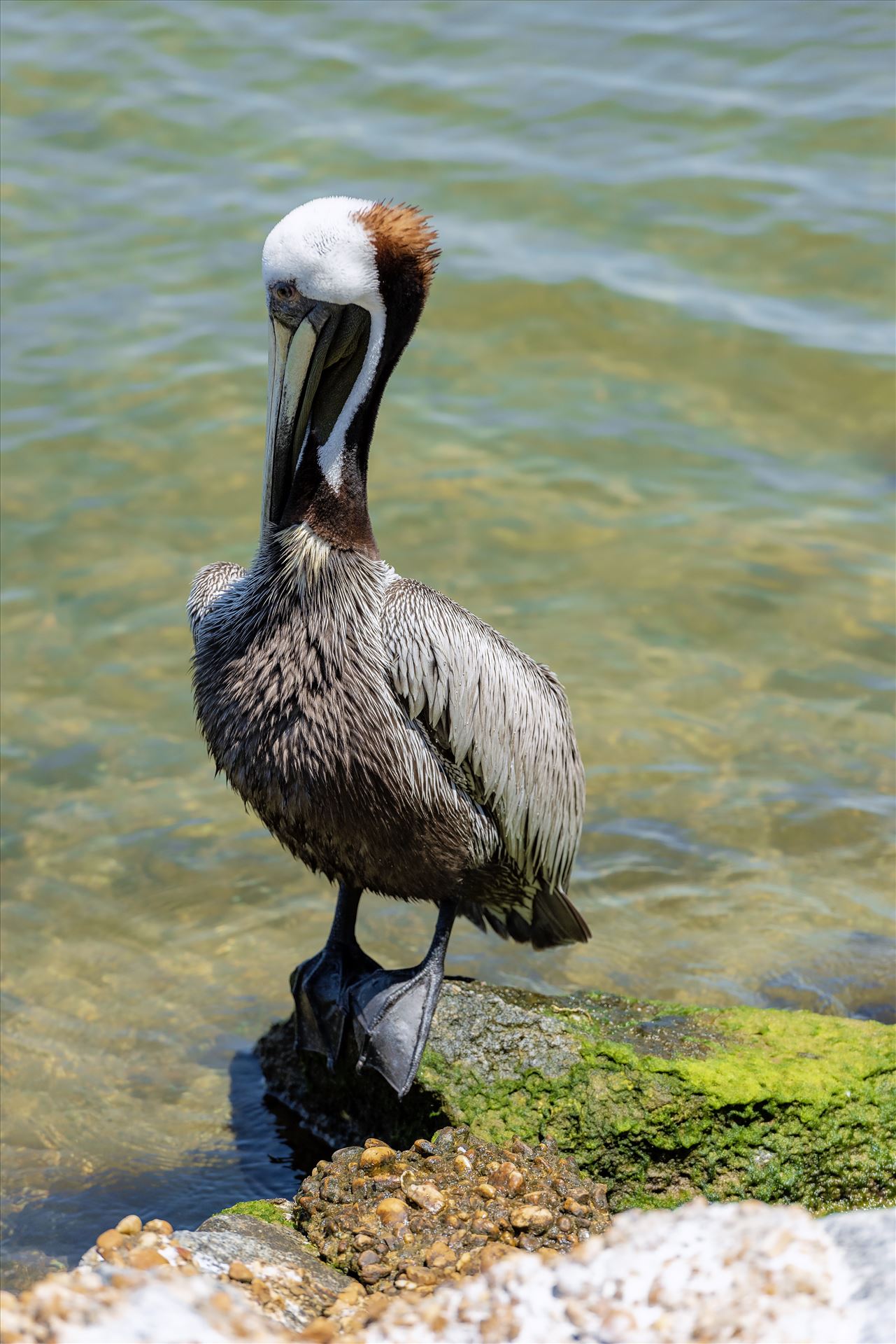 brown pelican standing on rock at st. andrews state park panama city beach florida sf ss al 8108777.jpg  by Terry Kelly Photography