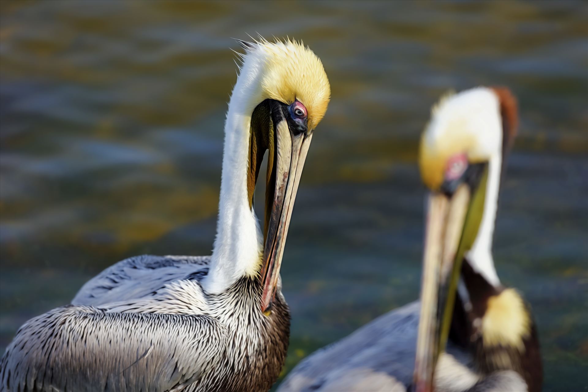 brown pelican st. andrews state park 8108281.jpg  by Terry Kelly Photography