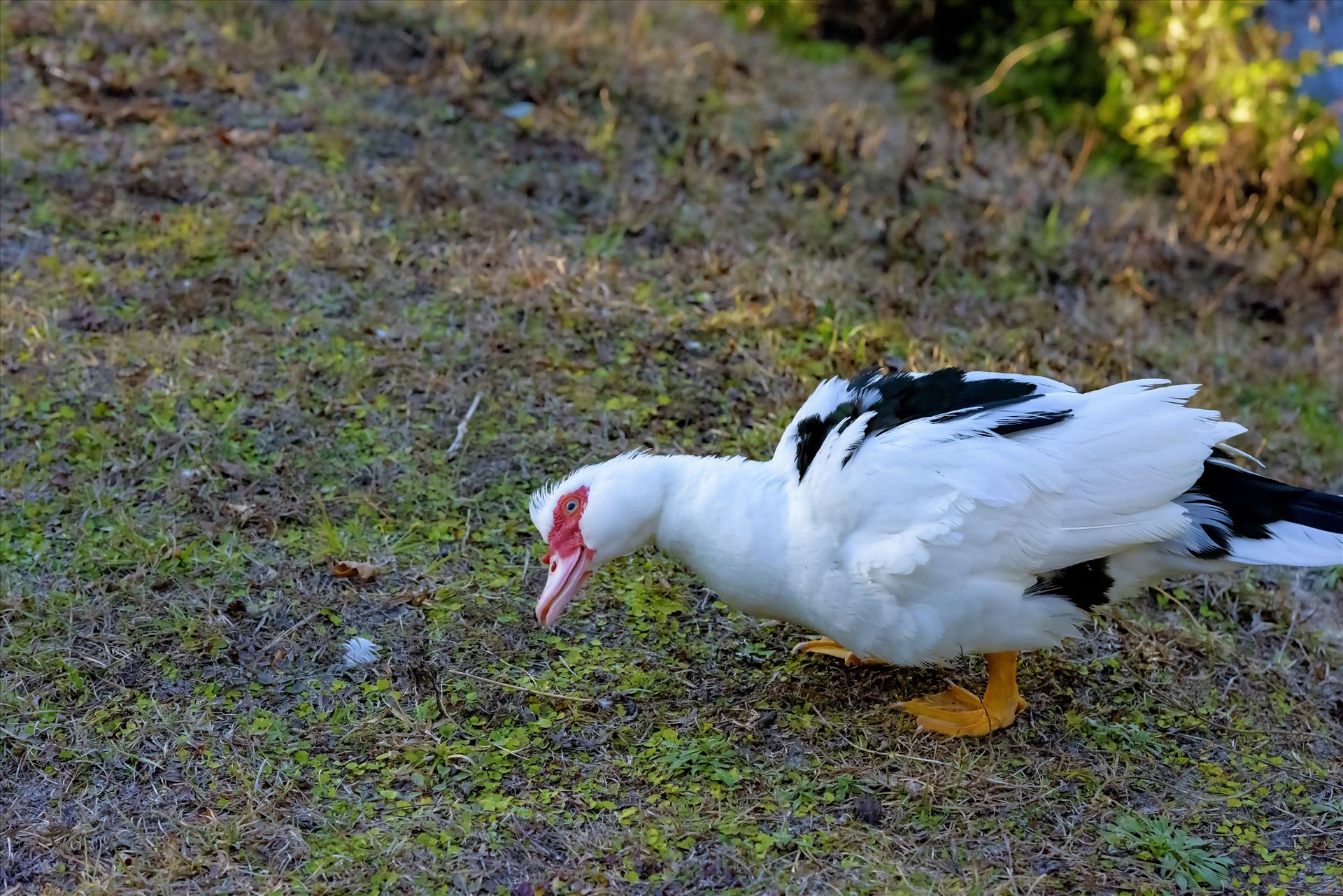 duck looking underneath a vehicle lake caroline alamy only 8106633.jpg  by Terry Kelly Photography