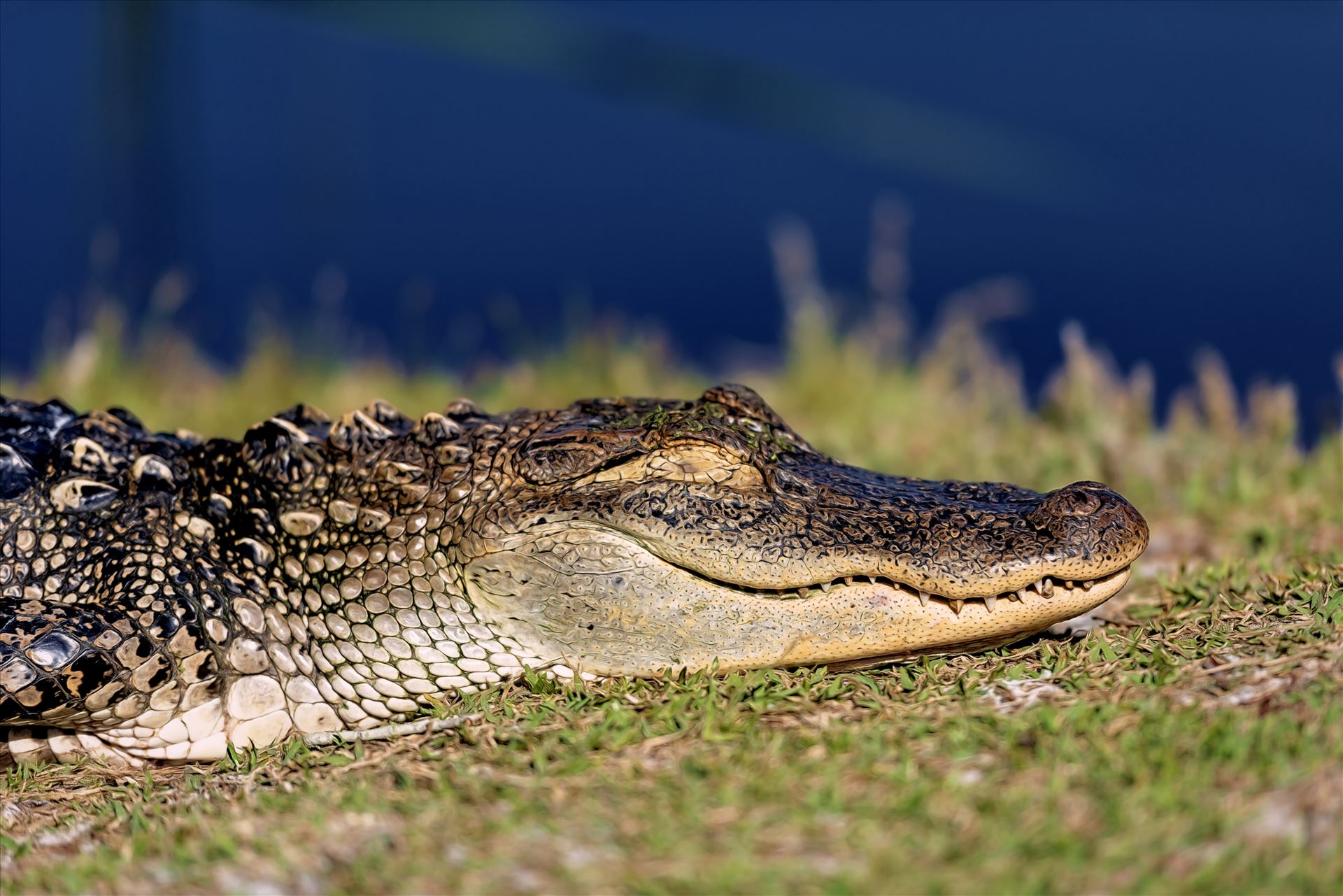 sleeping gator on land near gator lake st. andrews state park panama city beach florida 8108678.jpg 5 foot alligator sleeping on the shore at gator lake, St. Andrews State Park, Panama City Beach, Florida by Terry Kelly Photography